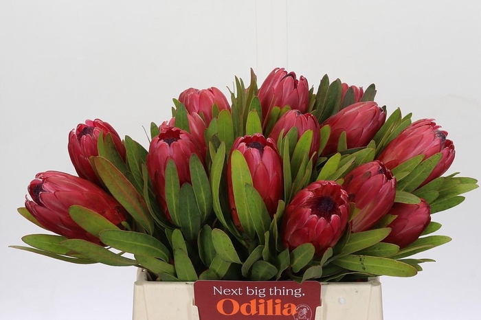 <h4>Protea Red Ice</h4>