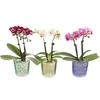 PHALAENOPSIS-HYBRID P6 2T GLAS G6902
