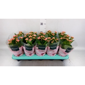 KALANCHOE BLOS. 'SERENITY APRICOT'