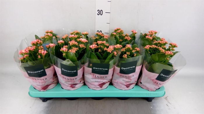 <h4>KALANCHOE BLOS. 'SERENITY APRICOT'</h4>