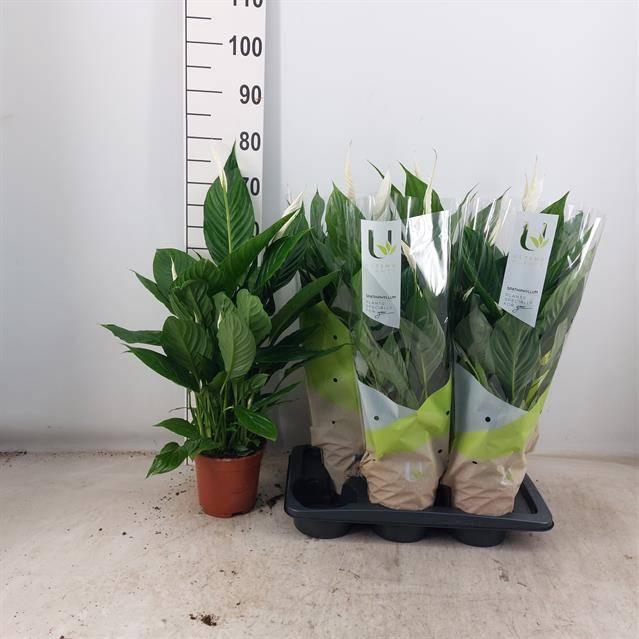 <h4>SPATH VIVALDI</h4>