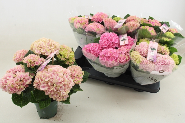 Hydr M Mag Revolutio Pink