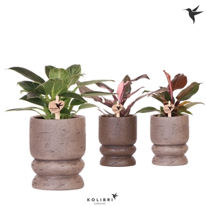 Kolibri Greens Philodendron mix in Vintage pot brown mix