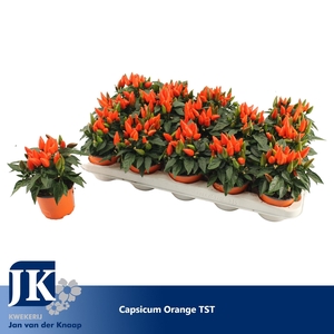 Capsicum Dark Orange