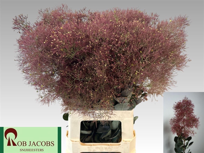 <h4>Cotinus C Mag Red Torch</h4>