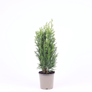 Chamaecyparis Robusta