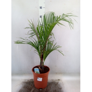 Dypsis decaryi