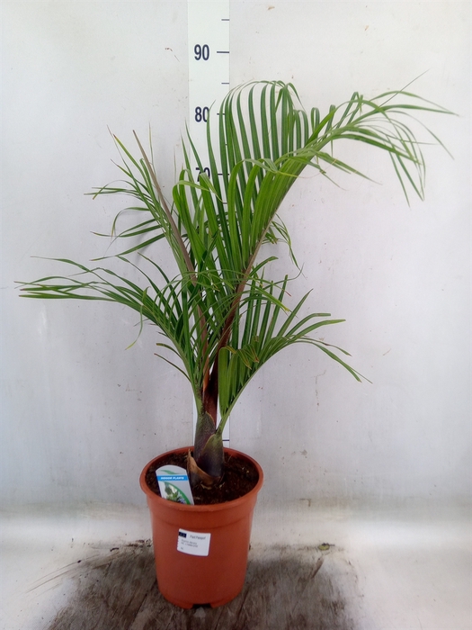 <h4>Dypsis decaryi</h4>