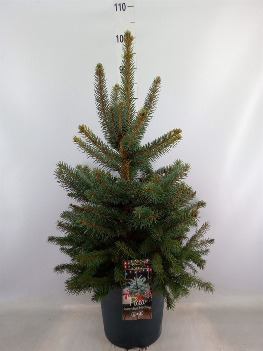 <h4>Picea pungens 'Super Blue'</h4>