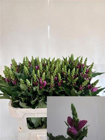 <h4>Chelone Purple Turtle</h4>
