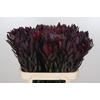 Leucadendron Saf Sunset Dark R.