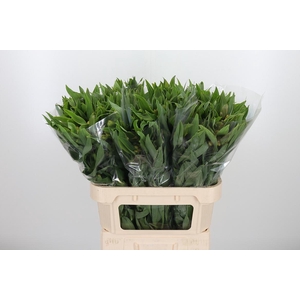 Alstroemeria Dancing Queen 85 Gram