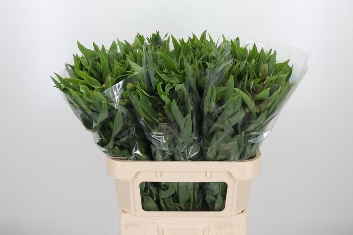 <h4>Alstroemeria Dancing Queen 85 Gram</h4>