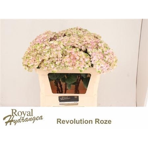 Hydr M Mag Revolution Rz
