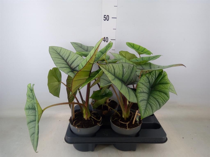 <h4>Alocasia   ...</h4>