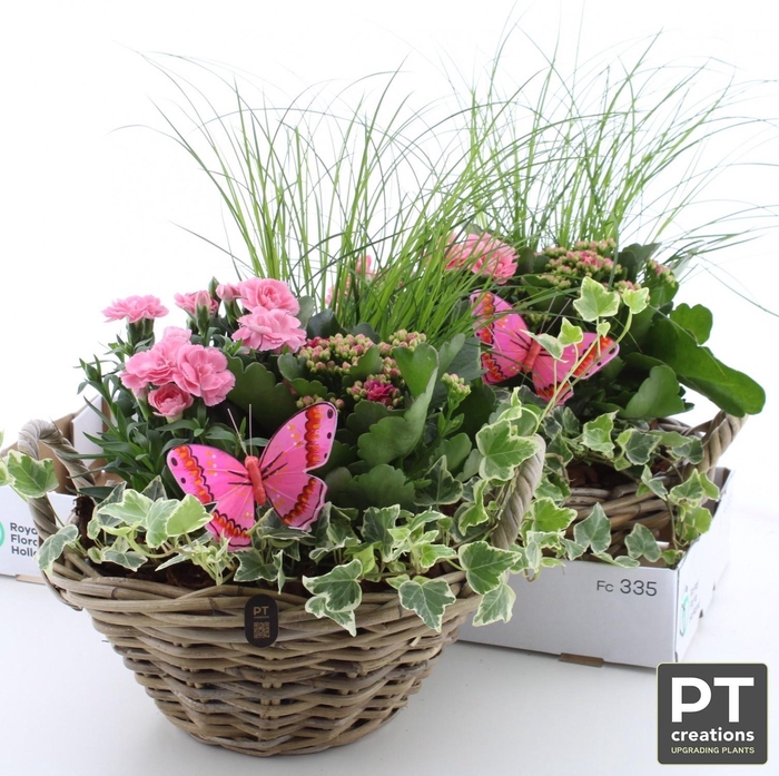 <h4>ARR TUINPLANTEN</h4>
