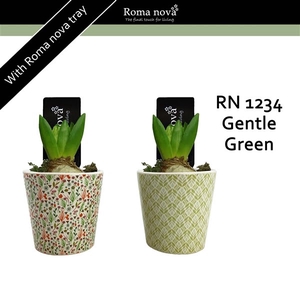 1234 - Gentle Green (Hyacint)