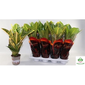 Codiaeum variegatum Petra 13Ø 50cm 1pp