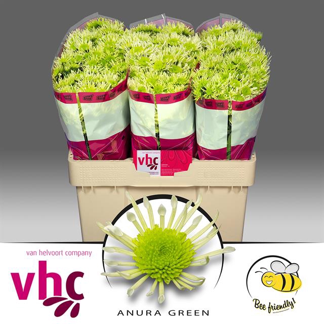 CHR S AAA ANURA GREE