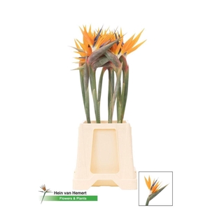 Strelitzia Reginae Bloem