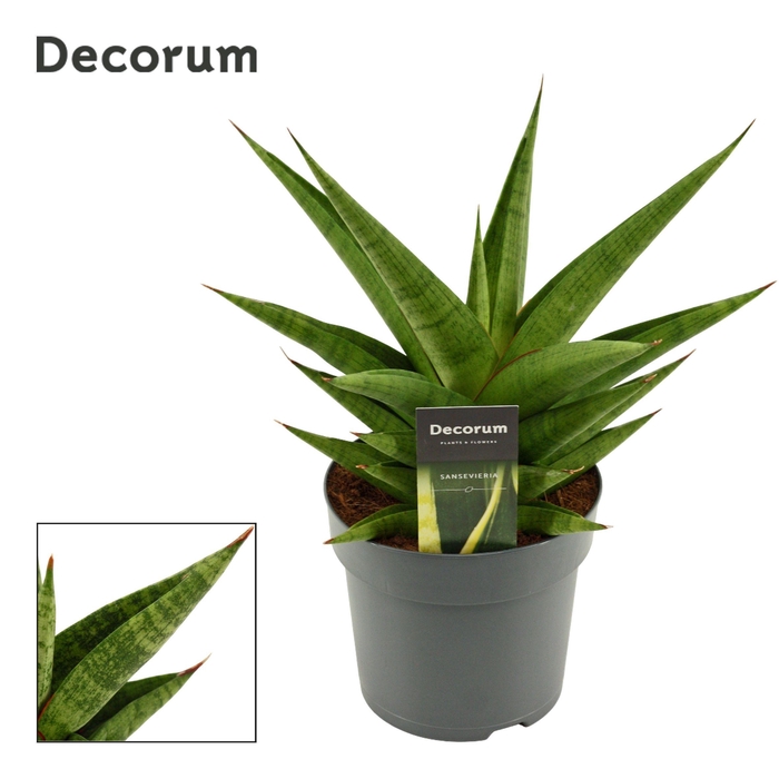 <h4>Sansevieria Snow Lotus Crown 14 cm (Decorum)</h4>