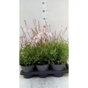 Gaura lindheimeri ...