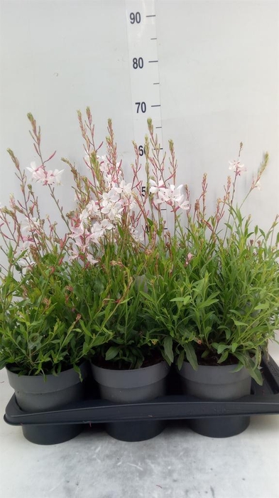 <h4>Gaura lindheimeri ...</h4>