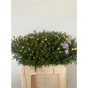 Aster Blue Monarch