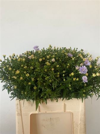<h4>Aster Blue Monarch</h4>