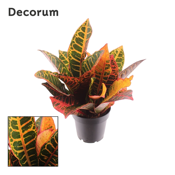 <h4>Croton Petra Kopstek</h4>