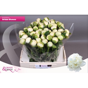 Paeonia Bridal Shower | Heavy Quality