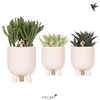 Kolibri Greens Succulenten mix in Gummy pot travertine