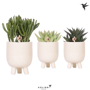 Kolibri Greens succulenten in Gummy travertine