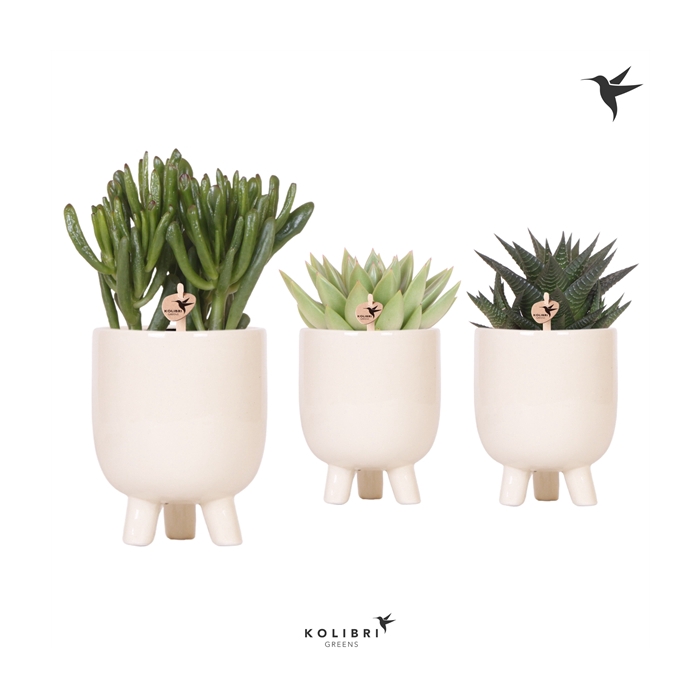 <h4>Kolibri Greens succulenten in Gummy travertine</h4>