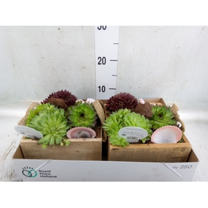 Arr.  Sempervivum L%