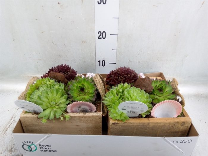 <h4>Arr.  Sempervivum L%</h4>