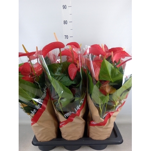 Anthurium andr. 'Red Bull'
