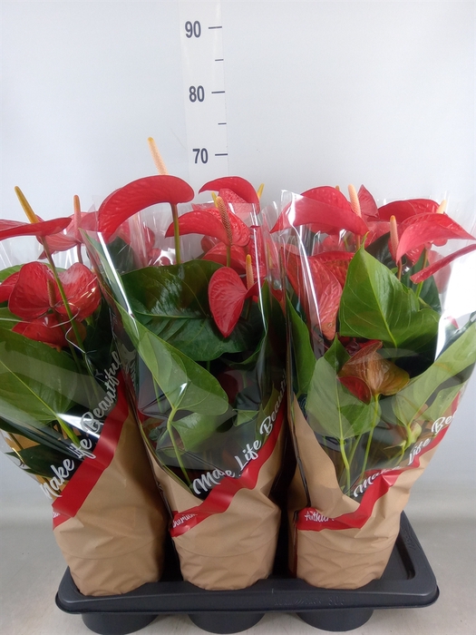 <h4>Anthurium andr. 'Red Bull'</h4>