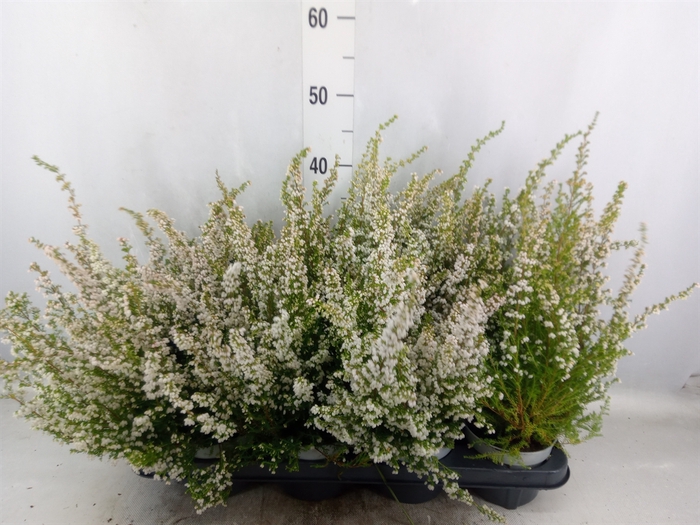 Erica gracilis   ...red