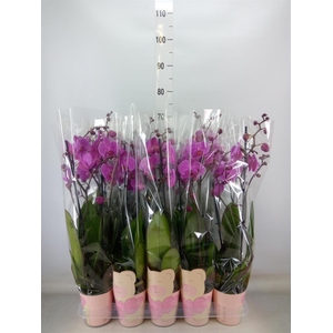 Phalaenopsis   ...rose