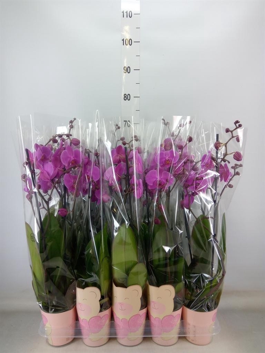 <h4>Phalaenopsis   ...rose</h4>