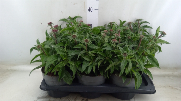 <h4>Echinacea   ...</h4>
