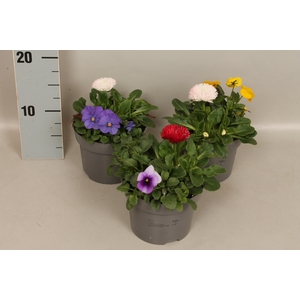 Viola Bellis 13 cm Divers