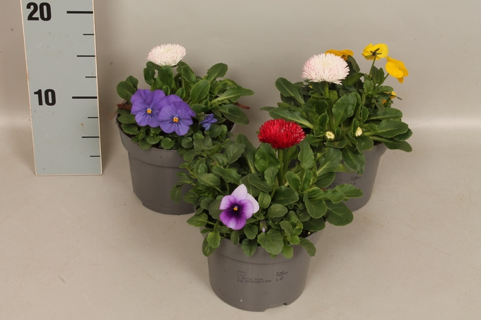 <h4>Viola Bellis 13 cm Divers</h4>