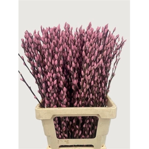 Salix Wilgenkatjes L Pink 70cm P Stem