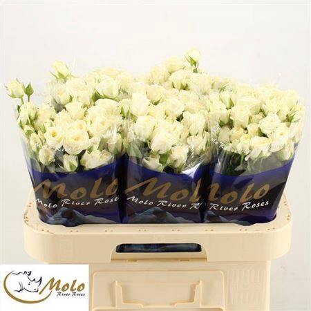 <h4>Rosa tros overig</h4>