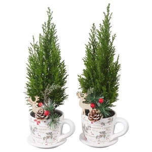 PTK25149 Ellwoodii in keramiek kop en schotel met decoratie