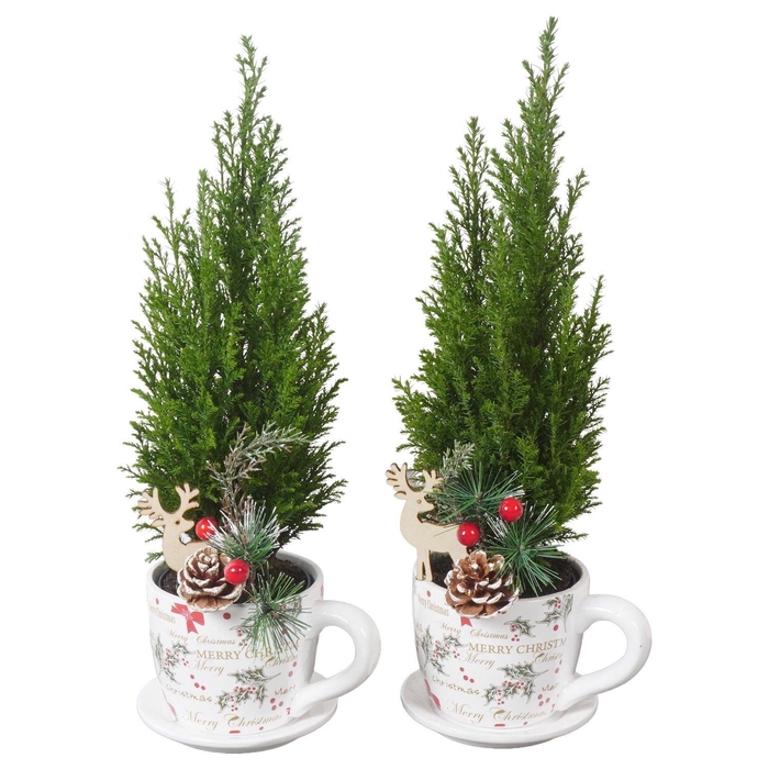 <h4>PTK25149 Ellwoodii in keramiek kop en schotel met decoratie</h4>