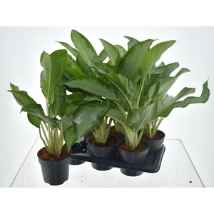 AG GR CLEOPATRA