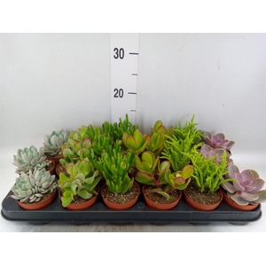 Succulents   ...mix 6